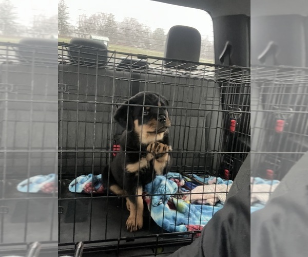 Medium Photo #8 Rottweiler Puppy For Sale in BUSKIRK, NY, USA