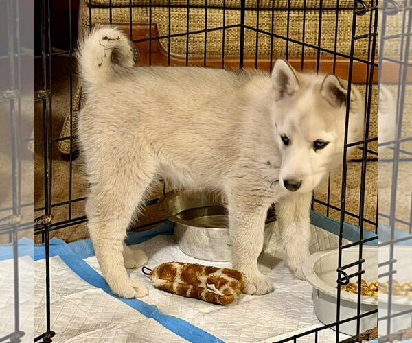 Medium Photo #2 Siberian Husky Puppy For Sale in Spring Lake, NC, USA