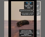 Small Photo #1 Yorkshire Terrier Puppy For Sale in TUCSON, AZ, USA