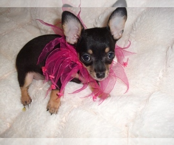Medium Photo #3 Chihuahua Puppy For Sale in JACKSON, MS, USA