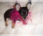 Small #2 Chihuahua