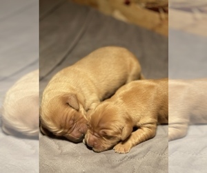Golden Retriever Puppy for Sale in BROWNSDALE, Minnesota USA