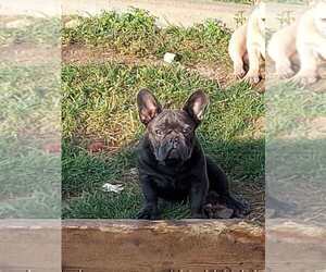 Father of the French Bulldog puppies born on 04/04/2024