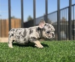 Small French Bulldog