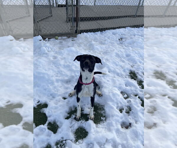 Medium Photo #8 Beagle-Unknown Mix Puppy For Sale in Evansville, IN, USA