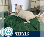 Small #3 American Pit Bull Terrier Mix