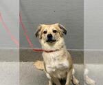 Small Golden Retriever Mix