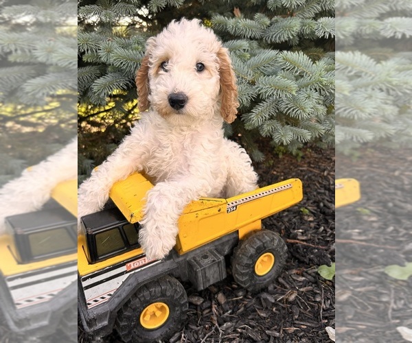 Medium Photo #4 Goldendoodle (Miniature) Puppy For Sale in MIDDLEBURY, IN, USA
