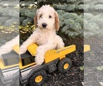 Small #3 Goldendoodle (Miniature)