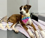 Sabrina - Female American Foxhound-Collie Mix Dog for Adoption - Small photo