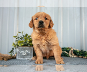 Medium Golden Retriever