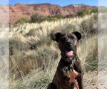 Small Photo #13 American Pit Bull Terrier-Unknown Mix Puppy For Sale in Kanab, UT, USA
