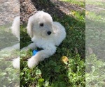 Small Photo #5 Poodle (Miniature) Puppy For Sale in RICHMOND, IL, USA