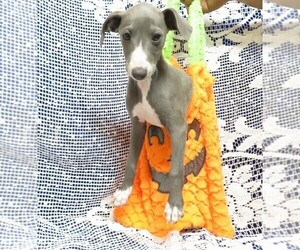 Italian Greyhound Puppy for sale in NORWOOD, MO, USA