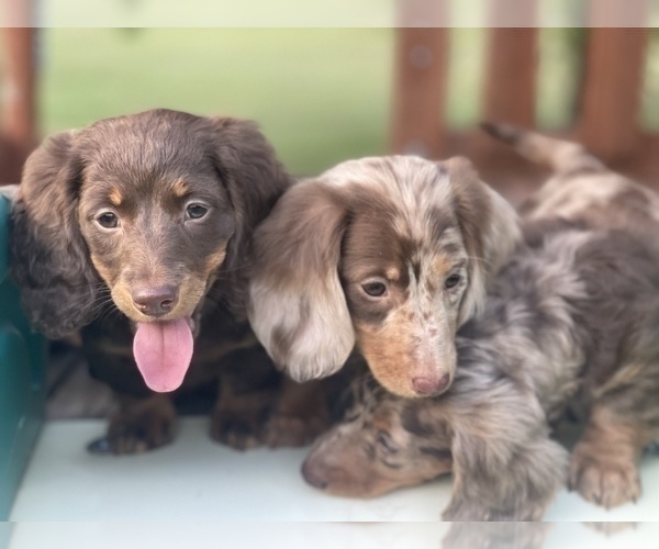 Medium Photo #1 Dachshund Puppy For Sale in KILN, MS, USA