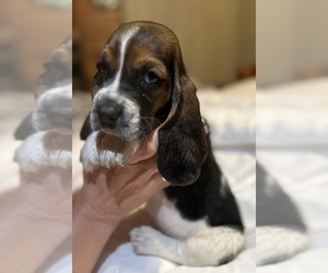 Basset Hound Puppy for sale in MURPHY, NC, USA