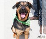 Small #7 Rottweiler Mix