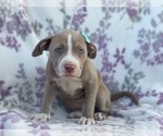 Small Photo #13 American Bully Puppy For Sale in LAKELAND, FL, USA