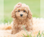 Small Photo #26 Maltipoo (Miniature) Puppy For Sale in WARSAW, IN, USA