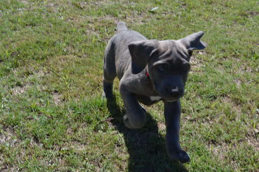 Medium Photo #1 Cane Corso Puppy For Sale in FORT MITCHELL, AL, USA
