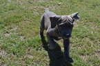 Small Photo #1 Cane Corso Puppy For Sale in FORT MITCHELL, AL, USA