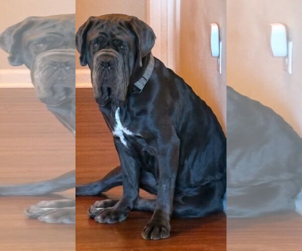 Medium Photo #1 Neapolitan Mastiff Puppy For Sale in Ellisville, MO, USA