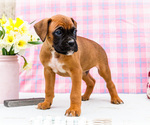 Small #6 Boxer
