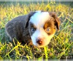 Small #4 Miniature Australian Shepherd