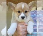 Puppy 2 Pembroke Welsh Corgi