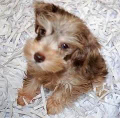 Schnauzer (Miniature) Puppy for sale in FAIRHOPE, AL, USA