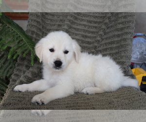 English Cream Golden Retriever Puppy for sale in SHILOH, OH, USA