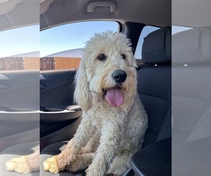 Goldendoodle Puppy for sale in VICTORVILLE, CA, USA