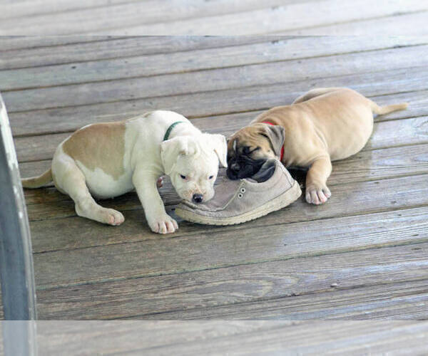 Medium Photo #29 American Bulldog Puppy For Sale in PARIS, TN, USA