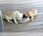 Small #28 American Bulldog