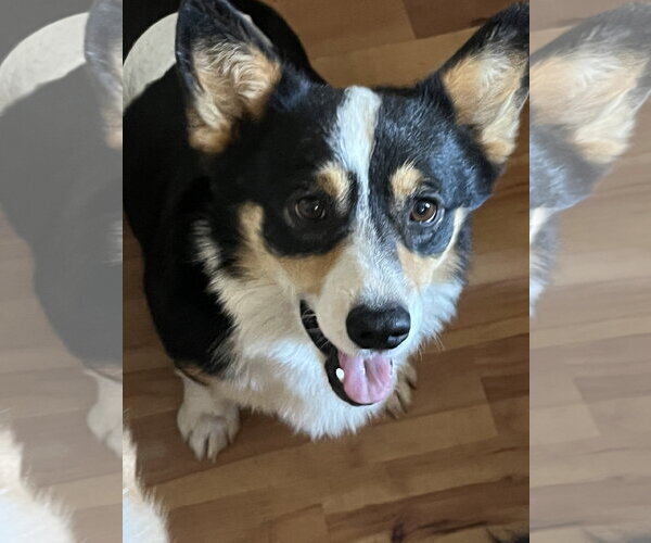 Medium Photo #1 Mutt Puppy For Sale in Denver , CO, USA