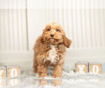Small #2 Cockapoo
