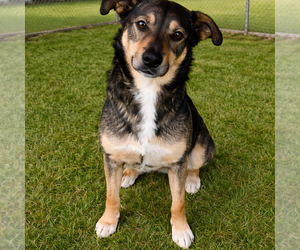 Abigail - Female German Shepherd Dog-Unknown Mix Dog for Adoption - Photo #2