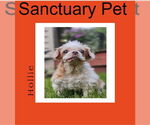 Small #2 Shih Tzu Mix