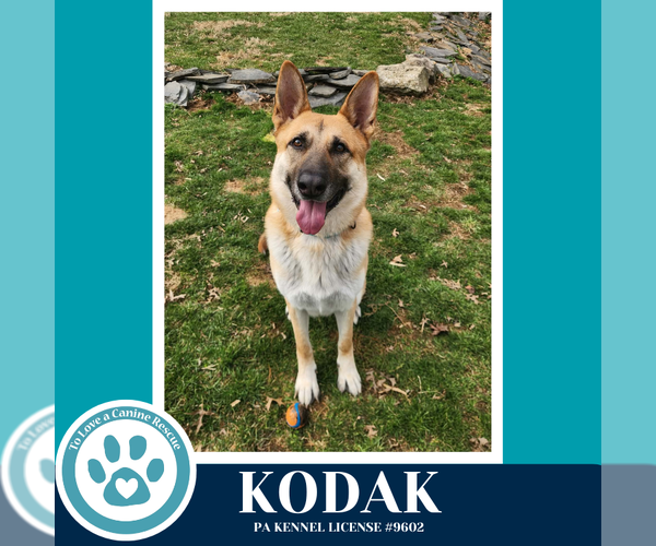 Medium Photo #12 German Shepherd Dog Puppy For Sale in Kimberton, PA, USA