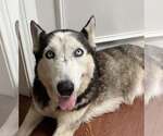 Small Siberian Husky