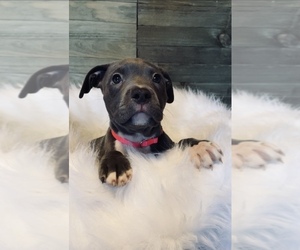 American Pit Bull Terrier Puppy for sale in HOOD RIVER, OR, USA