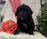 Crystal - Female Bernese Mountain Dog Puppy for Sale - Photo #3
