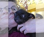 Small #3 Pug