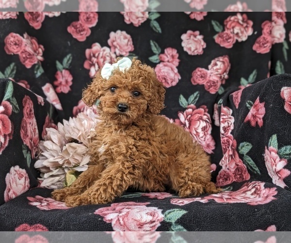 Medium Photo #4 Goldendoodle (Miniature) Puppy For Sale in STEVENS, PA, USA