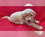 Small Photo #5 Pyredoodle Puppy For Sale in MAGNOLIA, KY, USA