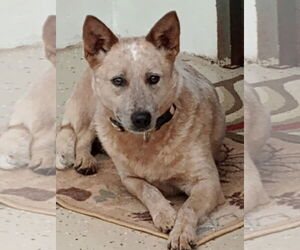 Mutt Dogs for adoption in York, SC, USA