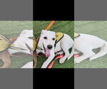 Small #2 Labrador Retriever Mix
