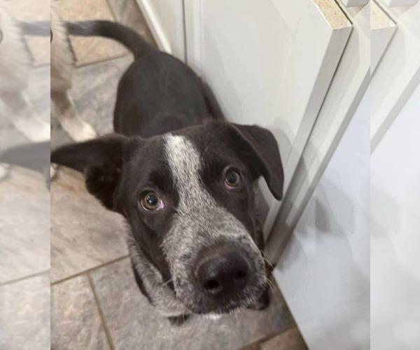 Medium Photo #3 Border Collie-Unknown Mix Puppy For Sale in Germantown, OH, USA