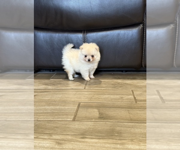 Medium Photo #3 Pomeranian Puppy For Sale in DALLAS, TX, USA