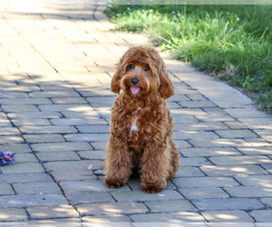Cavapoo (Miniature) Puppy for Sale in SYRACUSE, Indiana USA